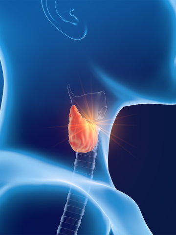 Thyroid gland, 3D illustration on blue background