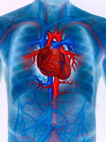 Man with enhanced cardiovascular system