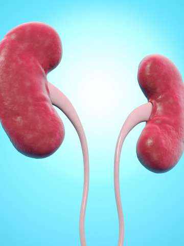 Human kidneys, computer artwork.