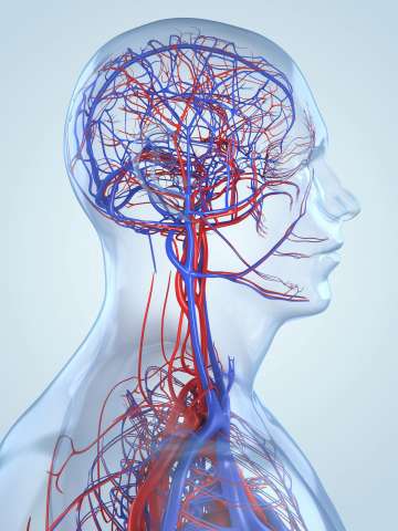 Vascular System Illustration