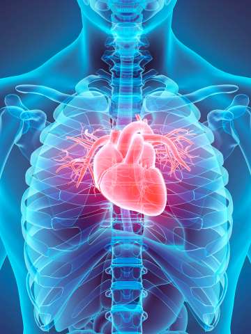 Illustration of a heart | Heart/Cardiovascular Services