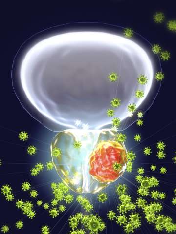3D illustration, viruses infecting prostate gland, cancerous tumor