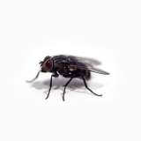 Fly transmitting diseases