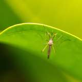 Mosquito-borne illnesses