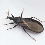 La enfermedad de Chagas puede ser mortal, pero la mayoría de las personas infectadas no saben que la tienen