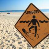 dealing with jellyfish sting 