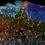 Fluorescent imaging of diverse cell types in a human brain section.