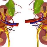 Kidney