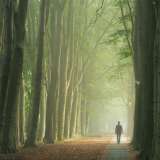 Man walking alone in forest