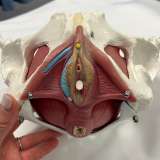 A model of a pelvis. (Photo courtesy of Emily Whalen)