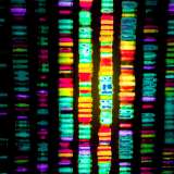 Digital Representation of Human Genome 