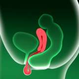 Video Library Obstetrics/Gynecology