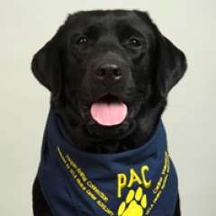 Bubbles - Black Labrador