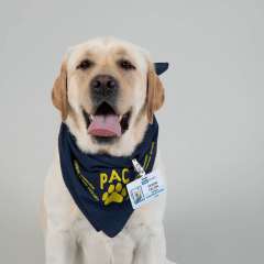 Dickens PAC Therapy Animal (People-Animal Connection) 