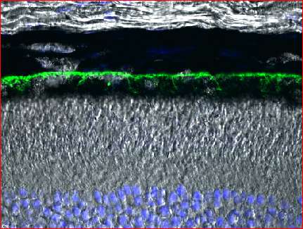 Localization of Vitamin A receptor to basal surface of RPE